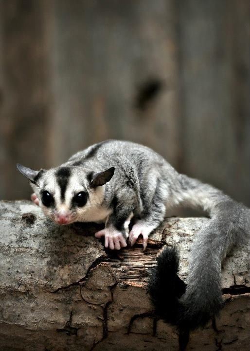 apa makanan favorit sugar glider