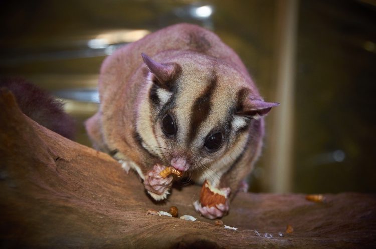 makanan sugar glider