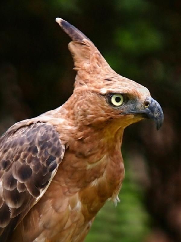 gambar burung garuda pancasila