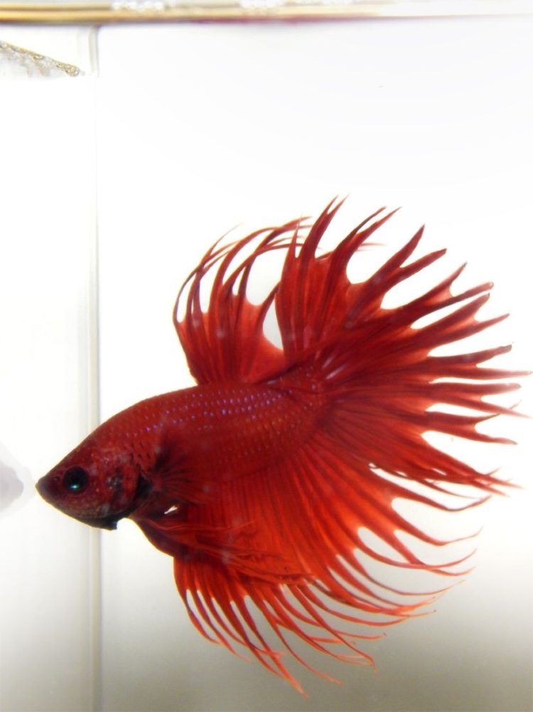 ikan cupang crowntail betina