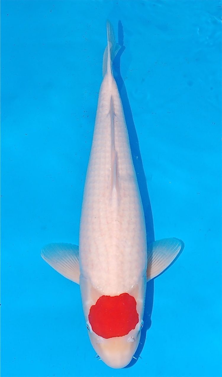 ikan koi aquarium