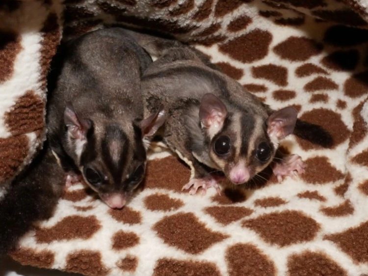 membedakan jenis kelamin sugar glider