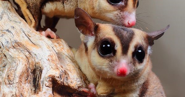 macam macam sugar glider dan harganya