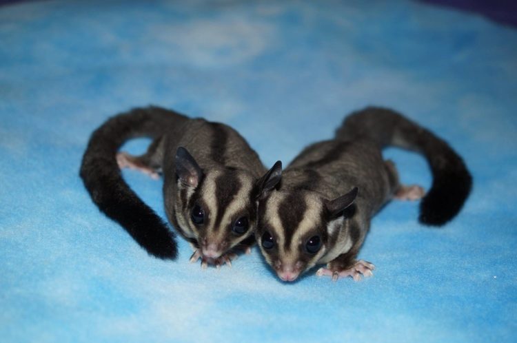 jenis sugar glider black