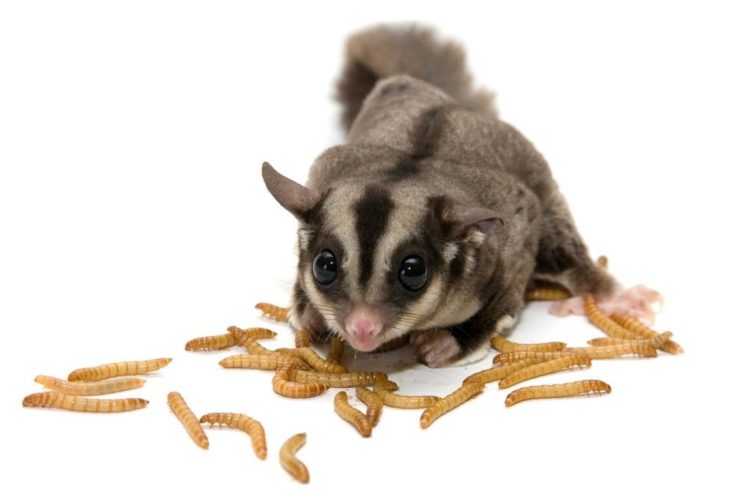 makanan sugar glider hamil