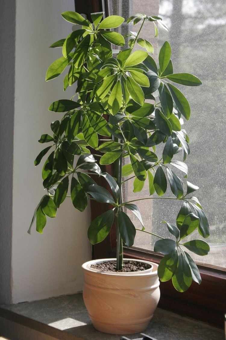 tanaman indoor rumah