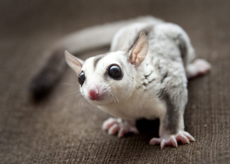 jenis sugar glider white face