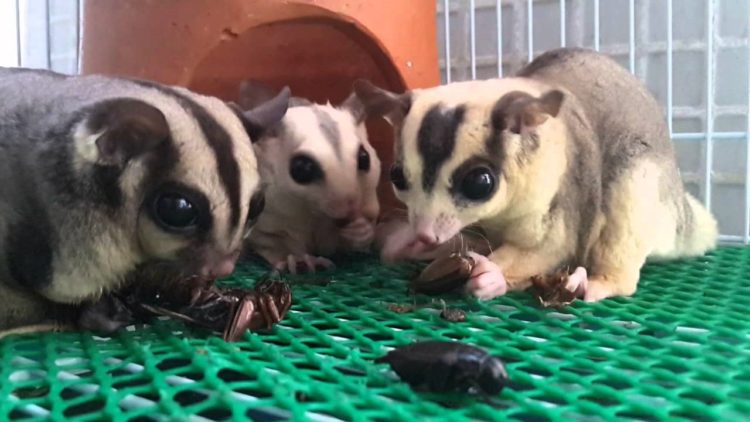 makanan sugar glider dewasa