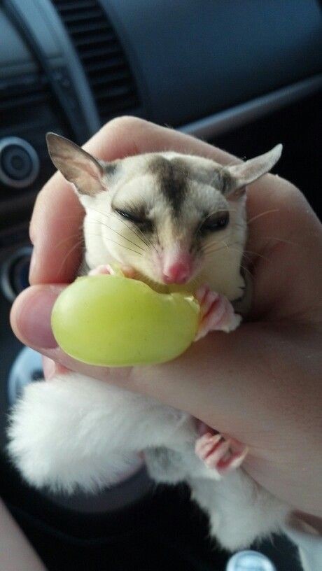 cara memberi makan sugar glider anakan