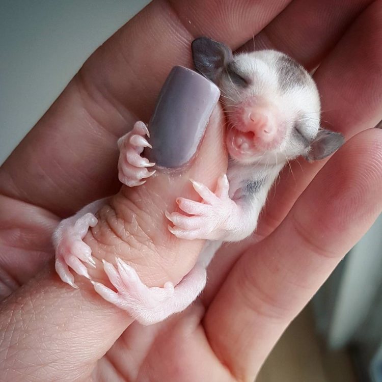 makanan sugar glider selain bubur bayi