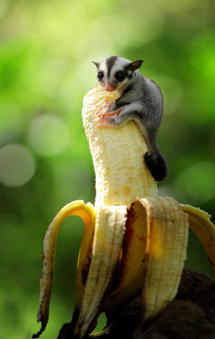 makanan sugar glider 2 bulan