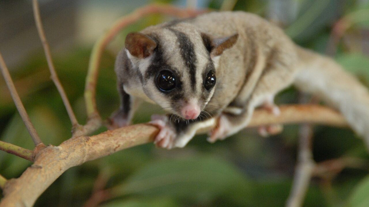 gambar makanan sugar glider