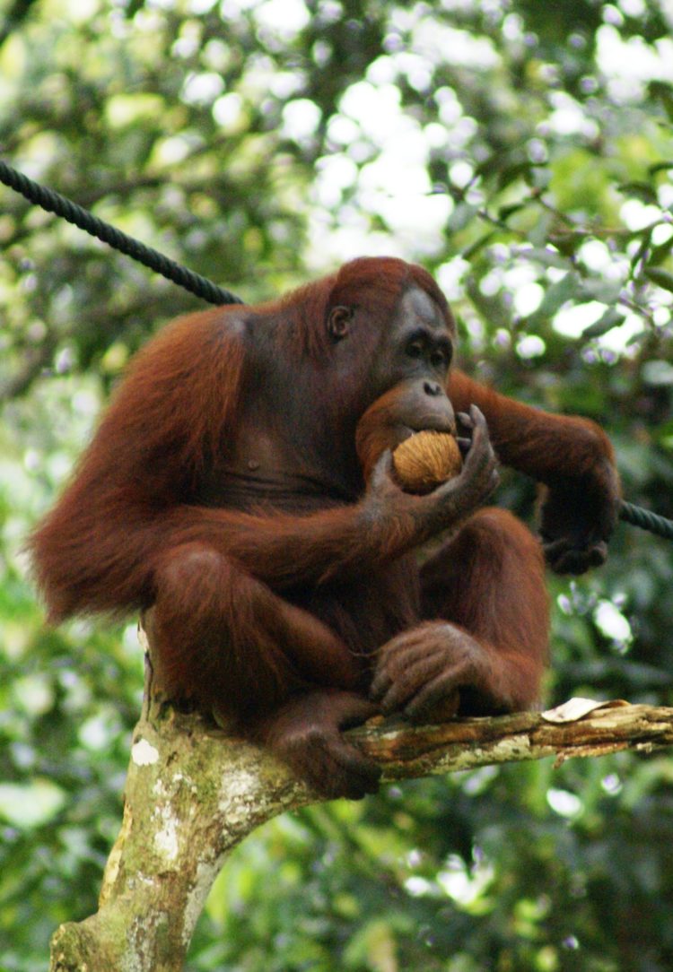 an orang utan