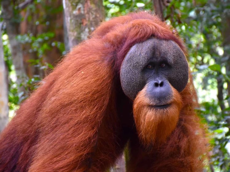 orangutan animasi