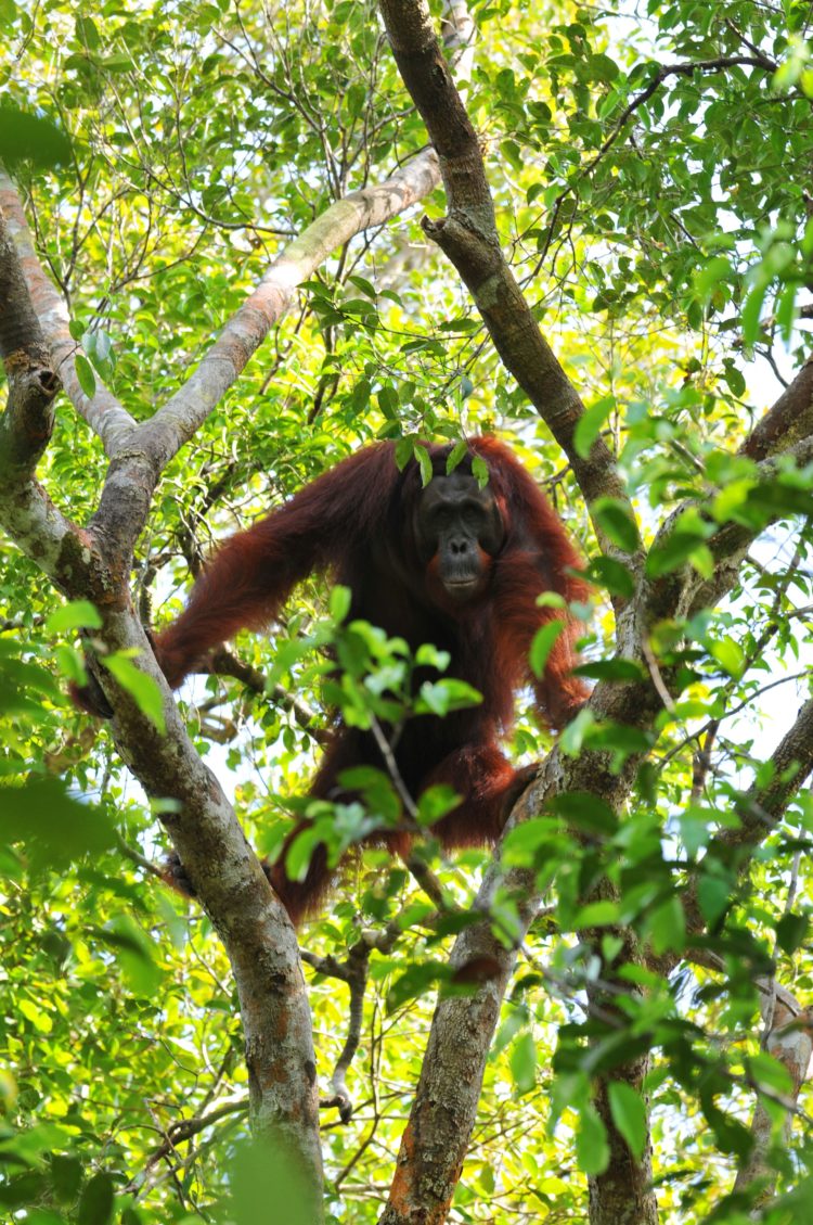 orang utan betina