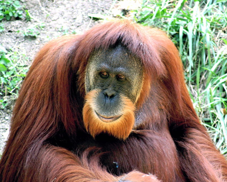 orang utan sumatera