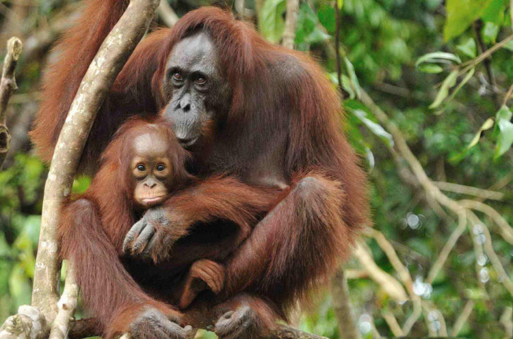 orang utan tapanuli