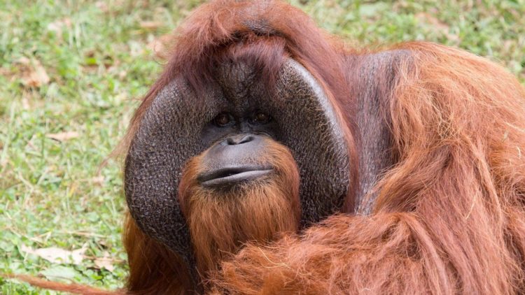 orang utan atau orangutan