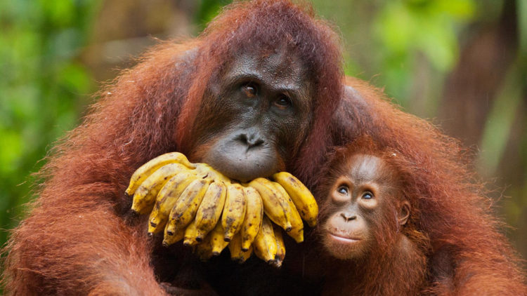 orangutan chord