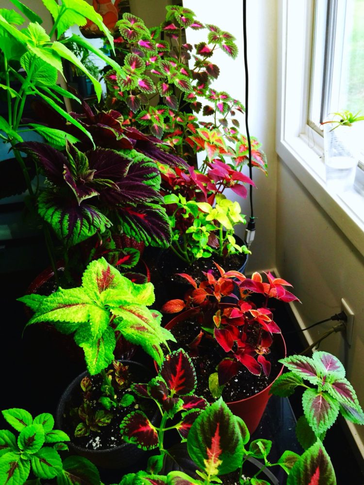 tanaman hias indoor tanpa tanah