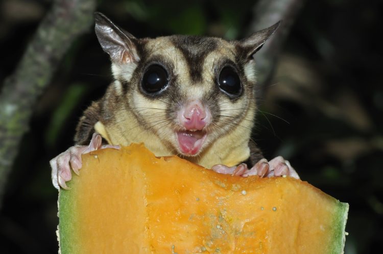 makanan sugar glider joey umur 1 bulan