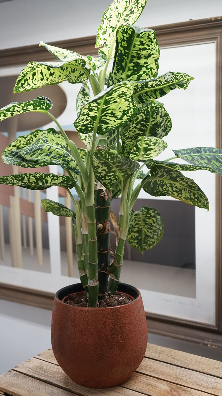 tanaman hias tinggi indoor