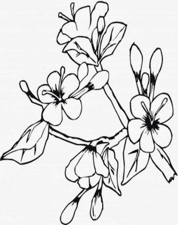 sketsa bunga anggrek naturalis