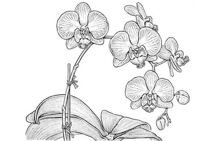 sketsa bunga anggrek yang mudah