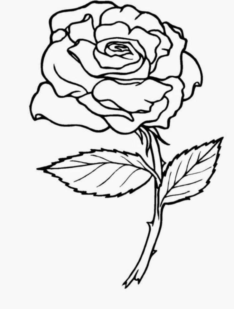 sketsa bunga mawar dengan pensil