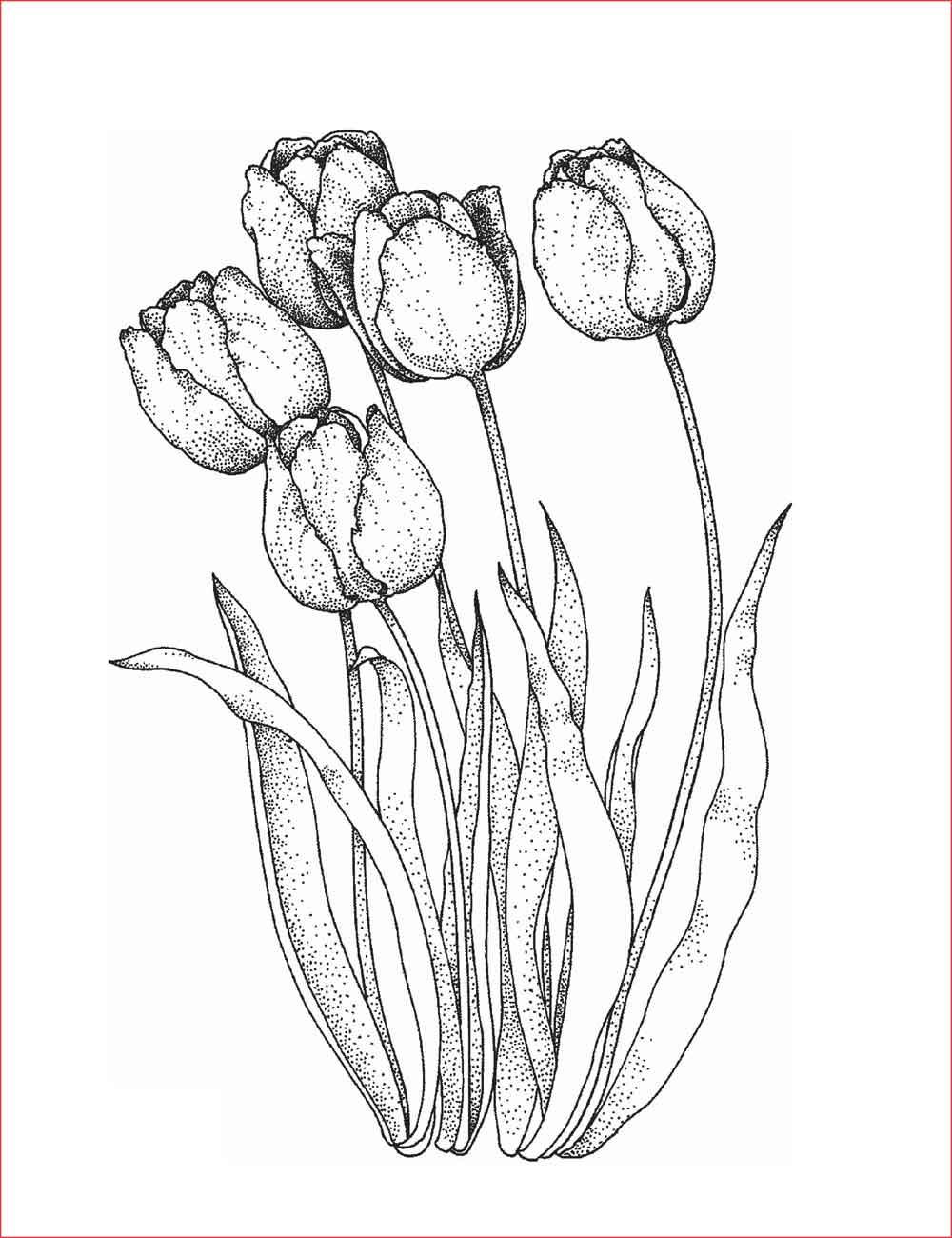 sketsa bunga tulip mudah