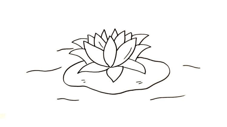 sketsa bunga teratai sederhana