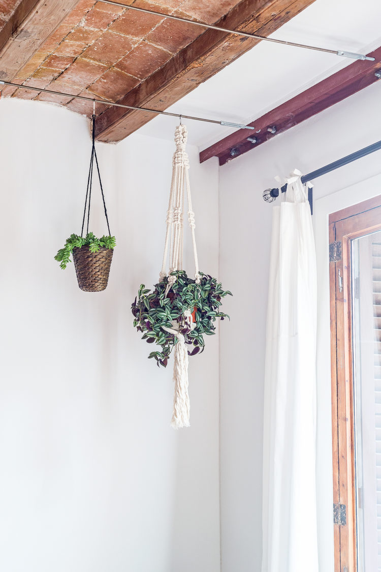 tanaman hias indoor yang tinggi