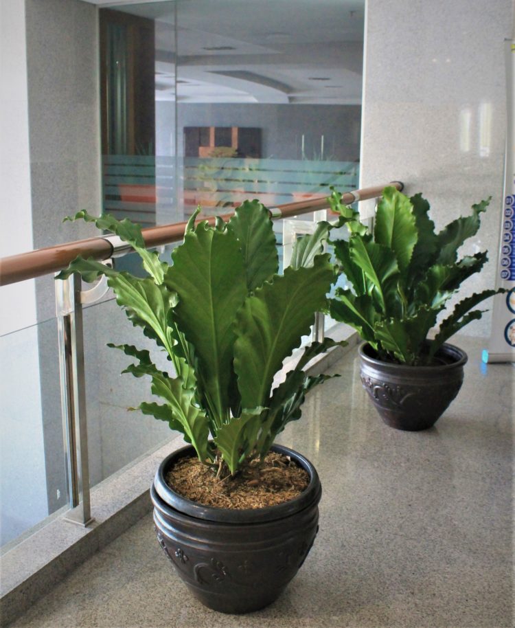 tanaman hias untuk indoor