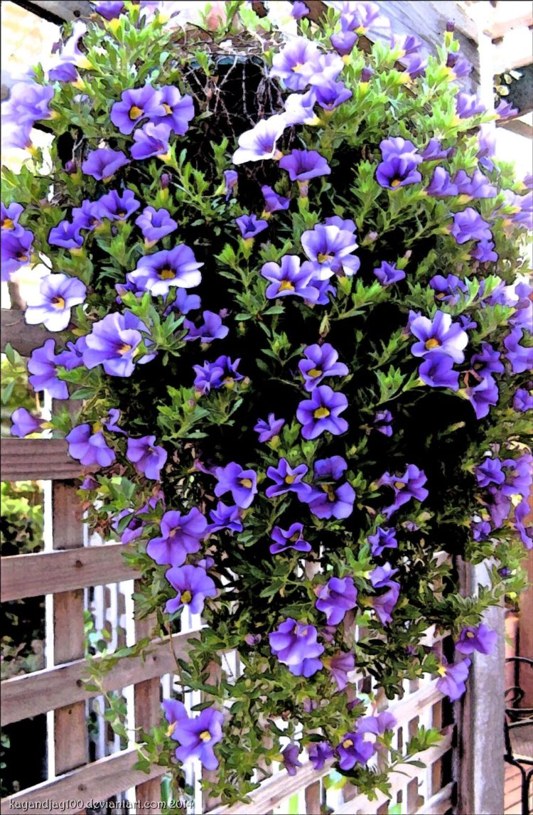 tanaman hias gantung pucuk ungu
