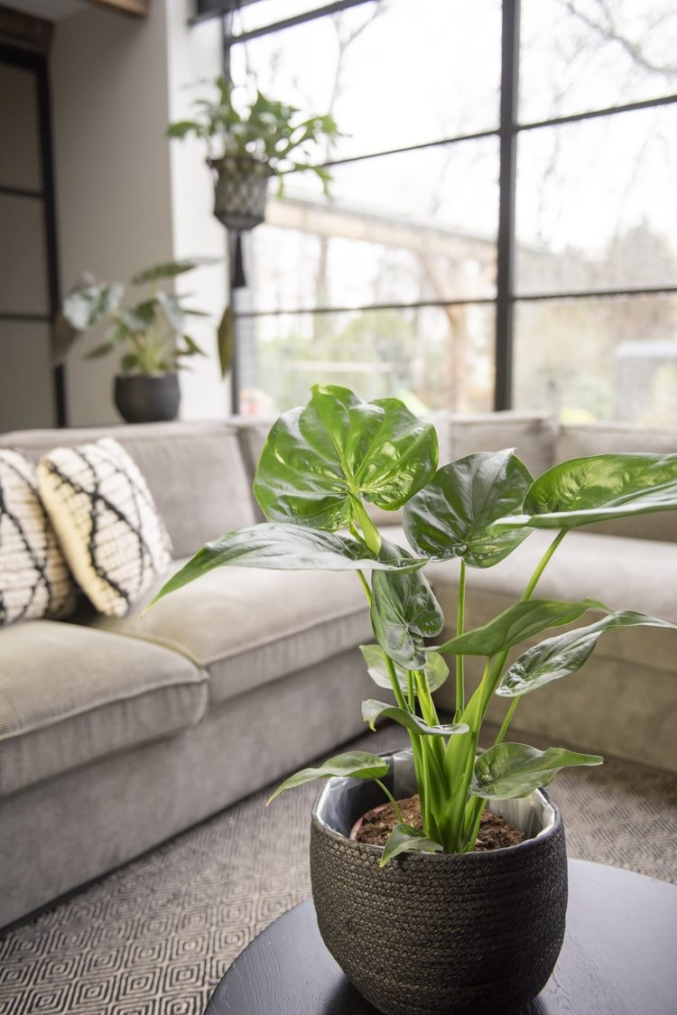 10 jenis tanaman hias indoor
