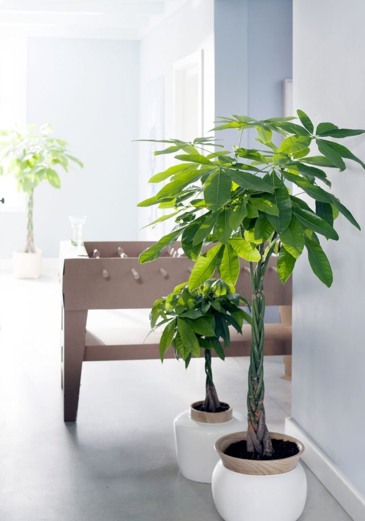 tanaman hias indoor kantor