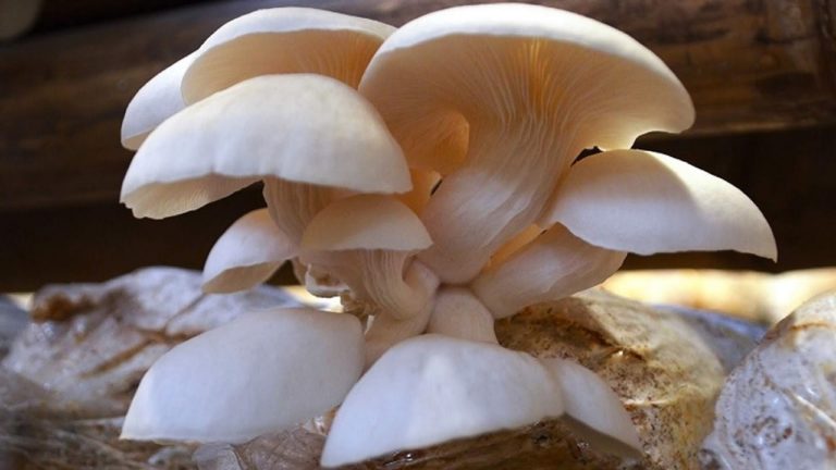 gambar budidaya jamur tiram