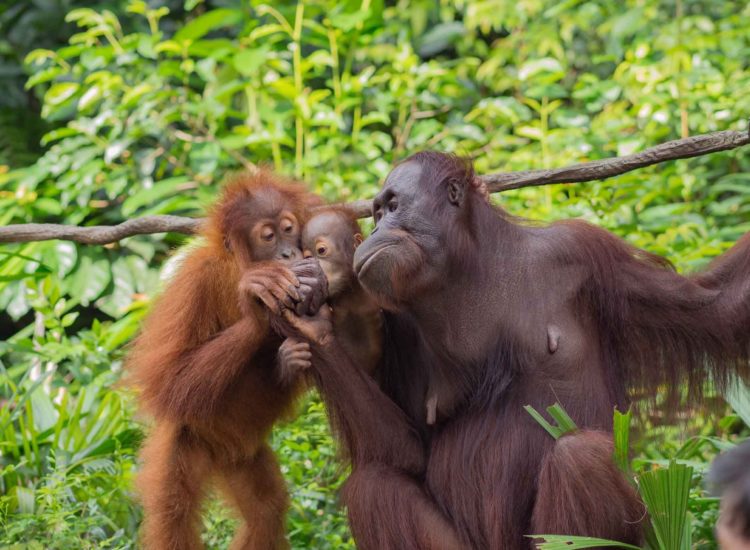 orangutan in english