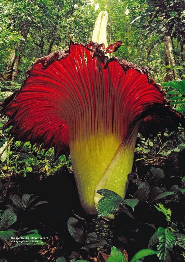 habitat asli bunga bangkai