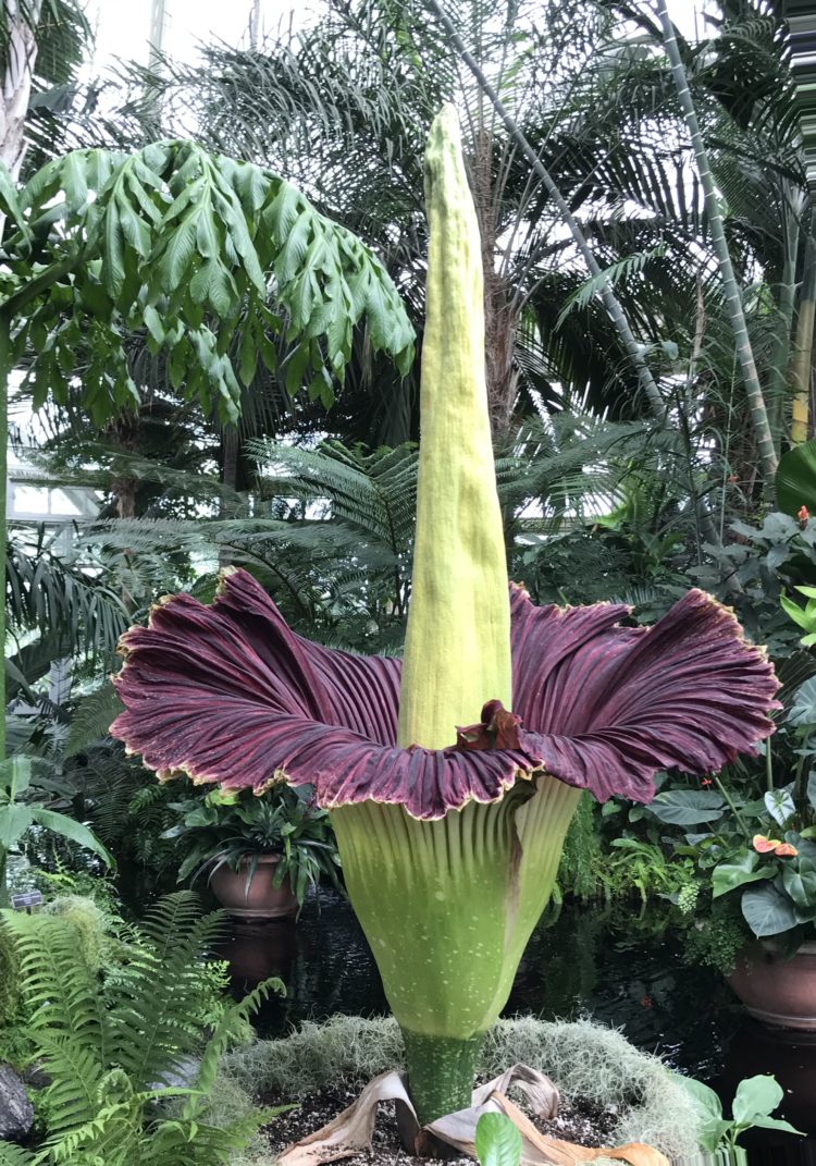 jenis bunga bangkai Amorphophallus Titanum