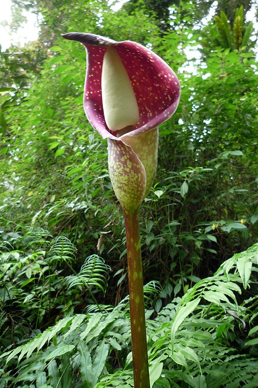 macam macam jenis bunga bangkai salah satunya Amorphophallus beccarii
