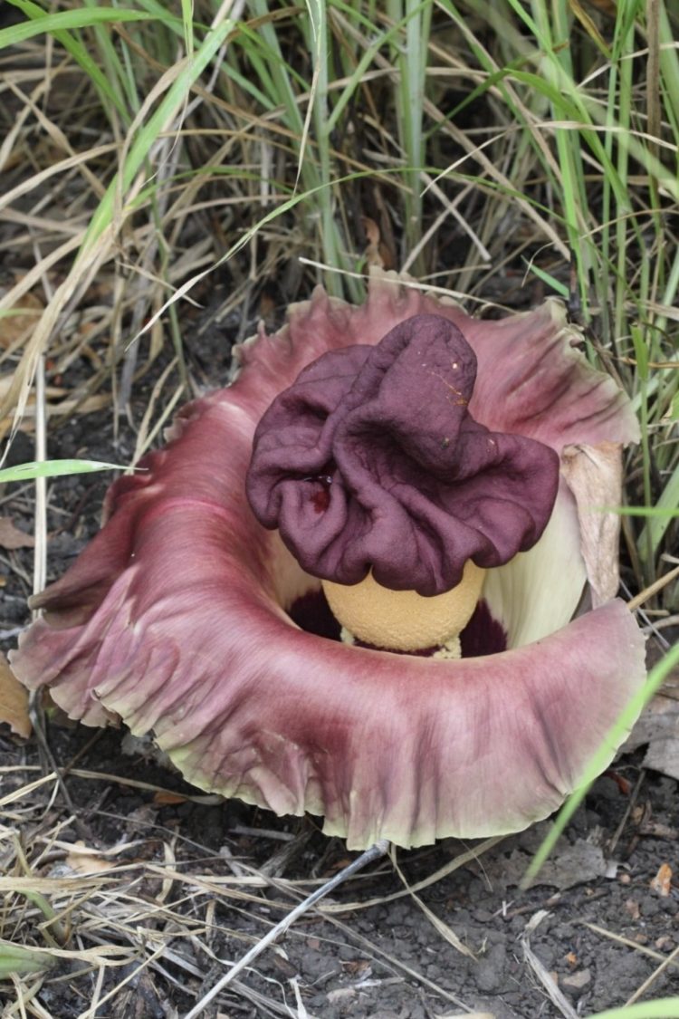 jenis jenis bunga bangkai di indonesia (Amorphophallus campanulatus)