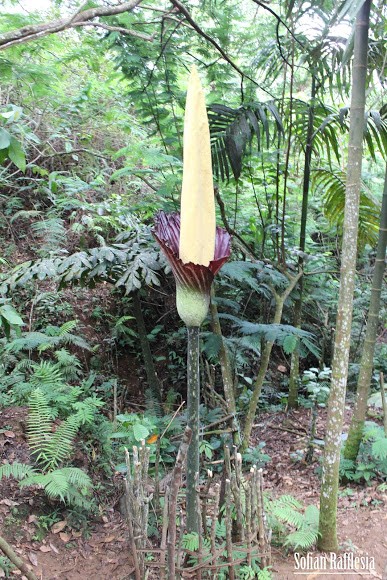 jenis jenis bunga bangkai (Amorphophallus gigas)