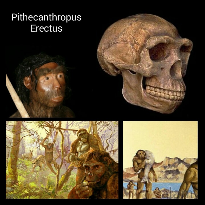 ciri-ciri Pithecanthropus Erectus manusai purba