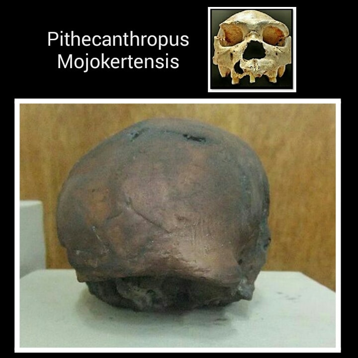 ciri-ciri manusia purba Pithecanthropus Mojokertensis