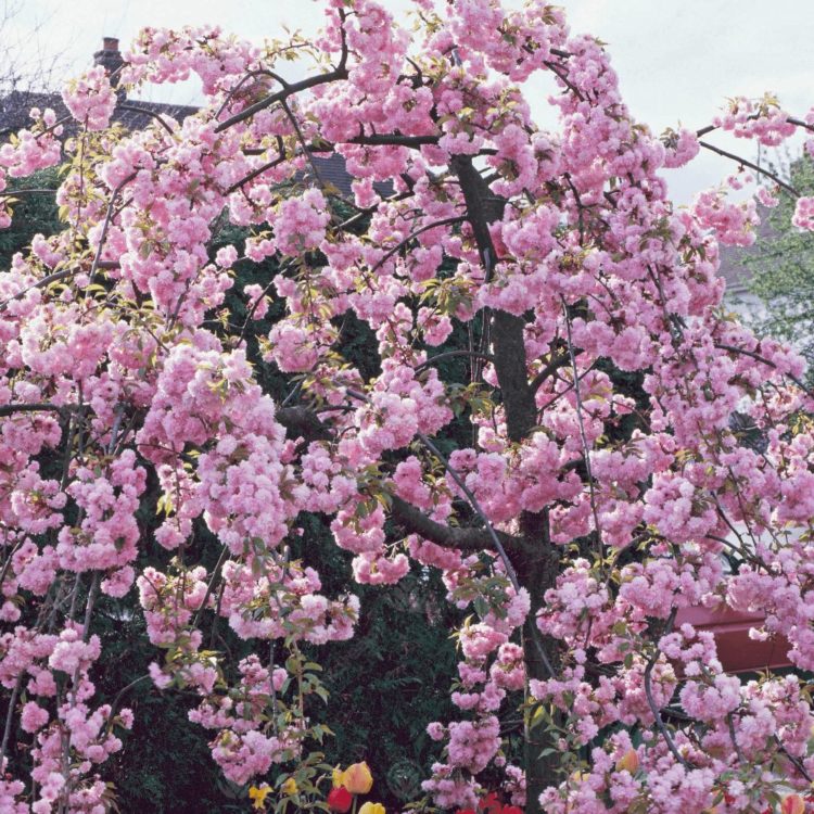 bunga sakura cibodas 2019