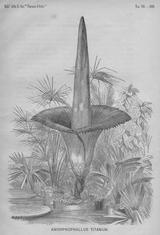 ciri ciri bunga bangkai amorphophallus