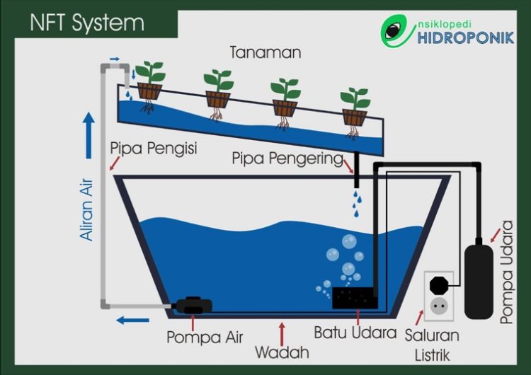 merawat tanaman hidroponik