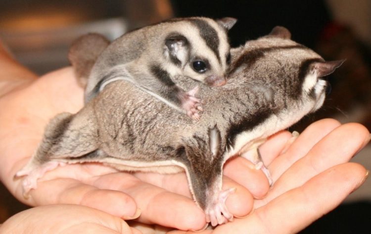 cara merawat sugar glider dewasa