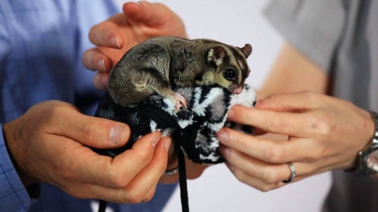 cara merawat sugar glider yang sakit